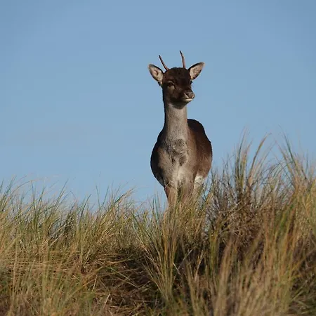 Het Ruime Sop Bed & Breakfast 3*