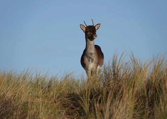 Het Ruime Sop Oda ve Kahvaltı 3*